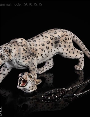 JJXK  animal model  JxK009B 1/6  The leopard  White